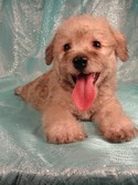 Female for sale|Schnoodle puppies|8 weeks old|Iowa Breeder